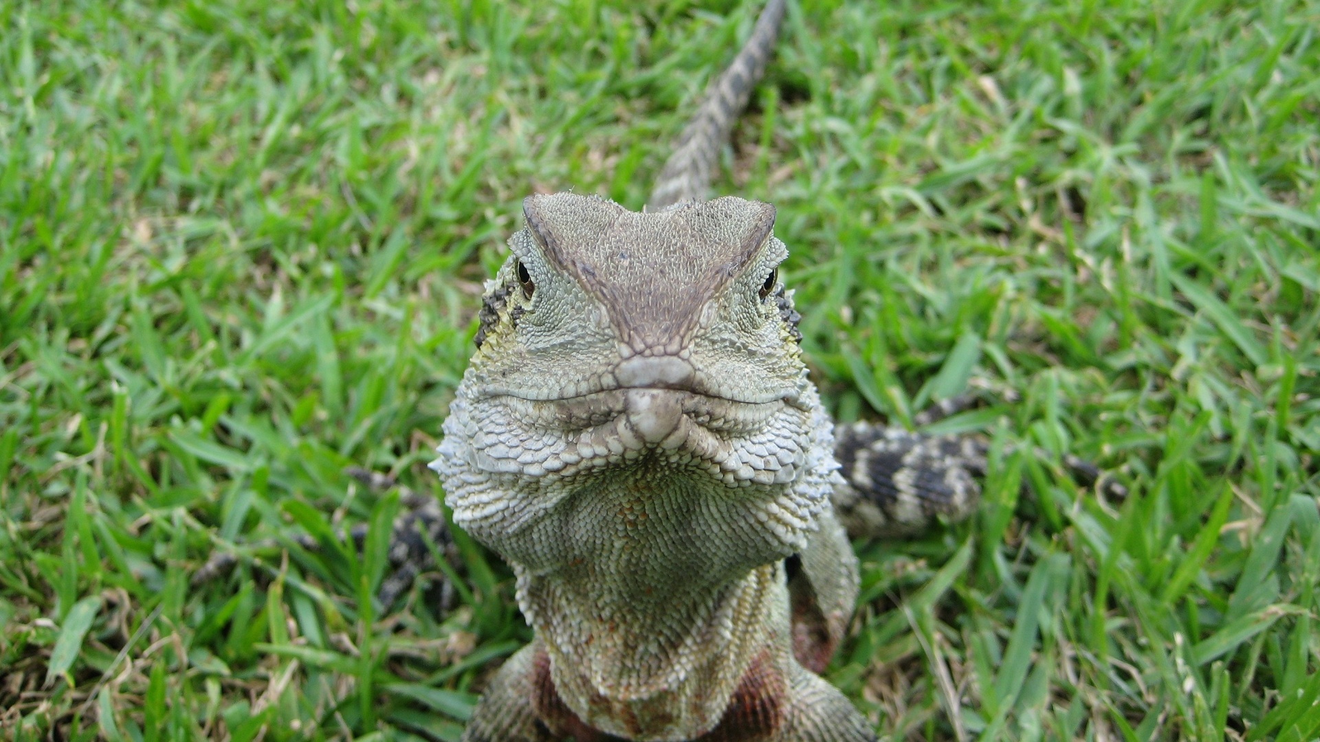 Reptile - HD Wallpaper 