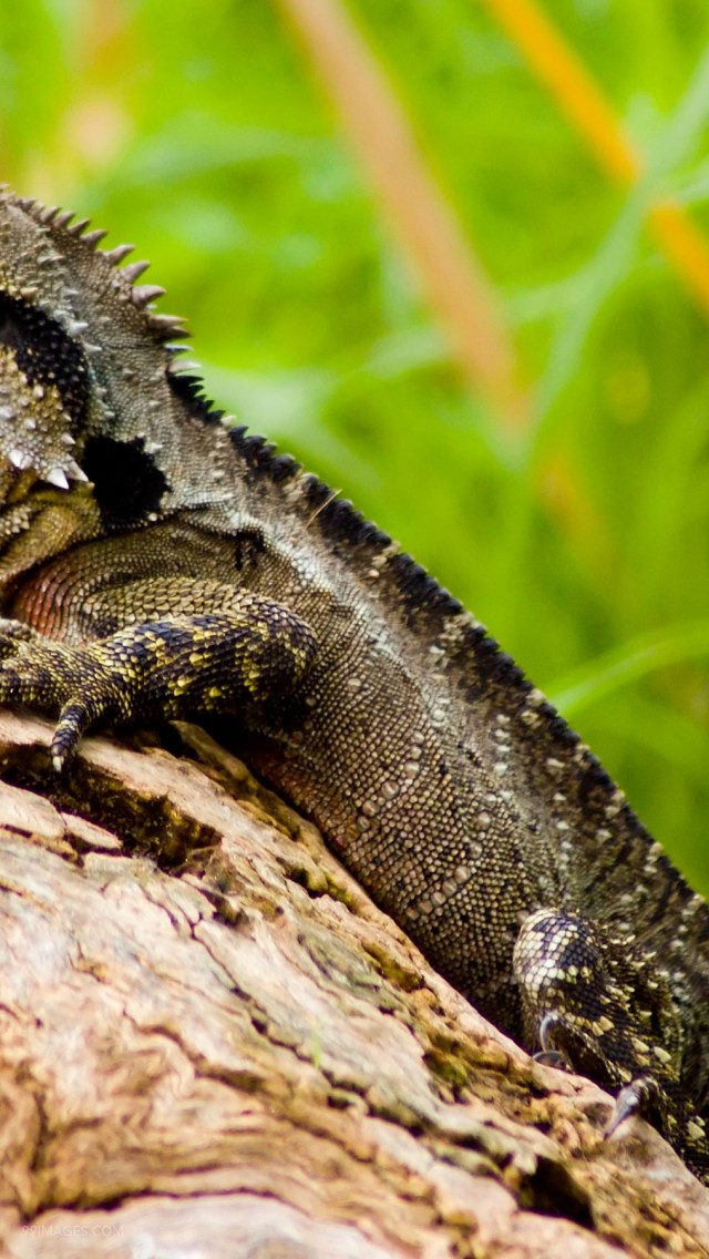 Water Dragon Lizard - Lizard - HD Wallpaper 