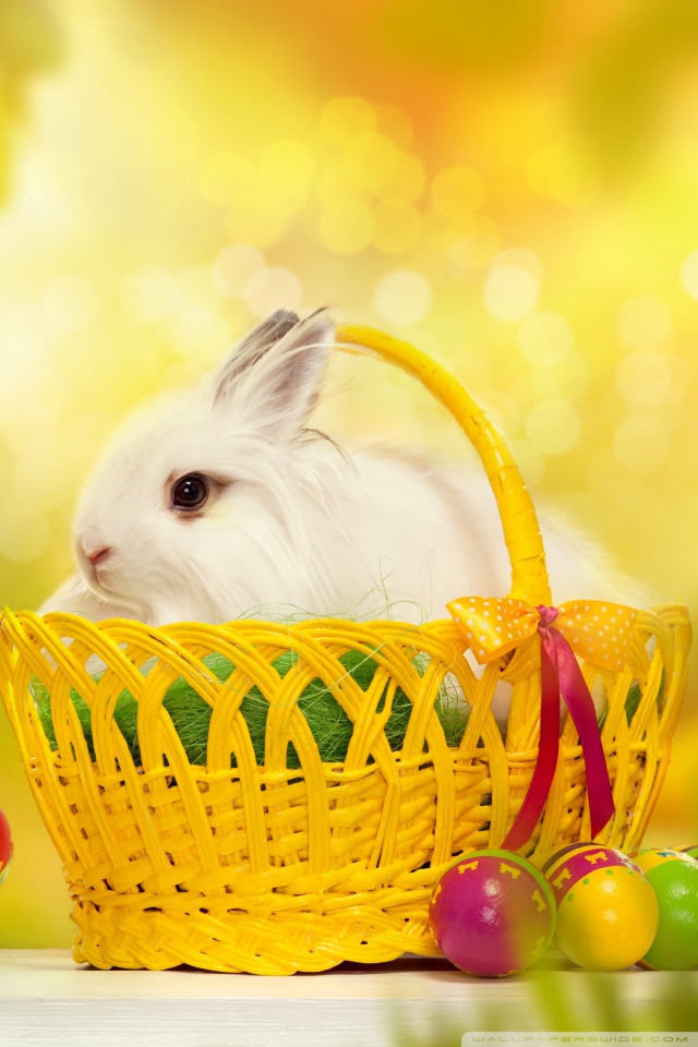 Rabbit - HD Wallpaper 