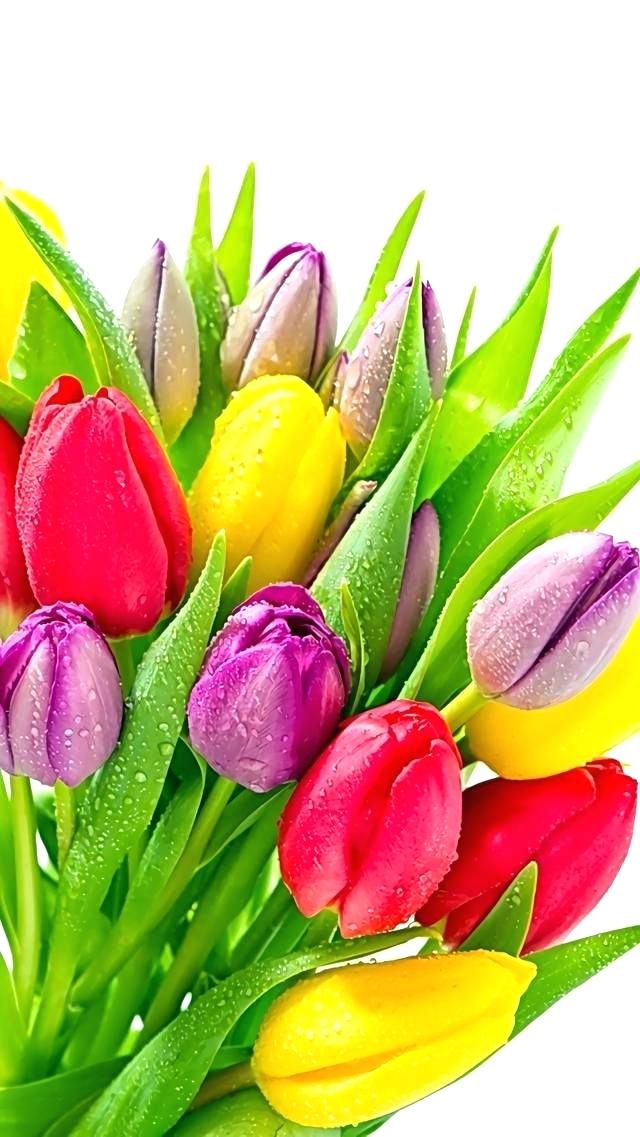 Easter Flowers Wallpaper This Wallpaper Is Shared To - Tulips Flower Wall Paper Iphone - HD Wallpaper 
