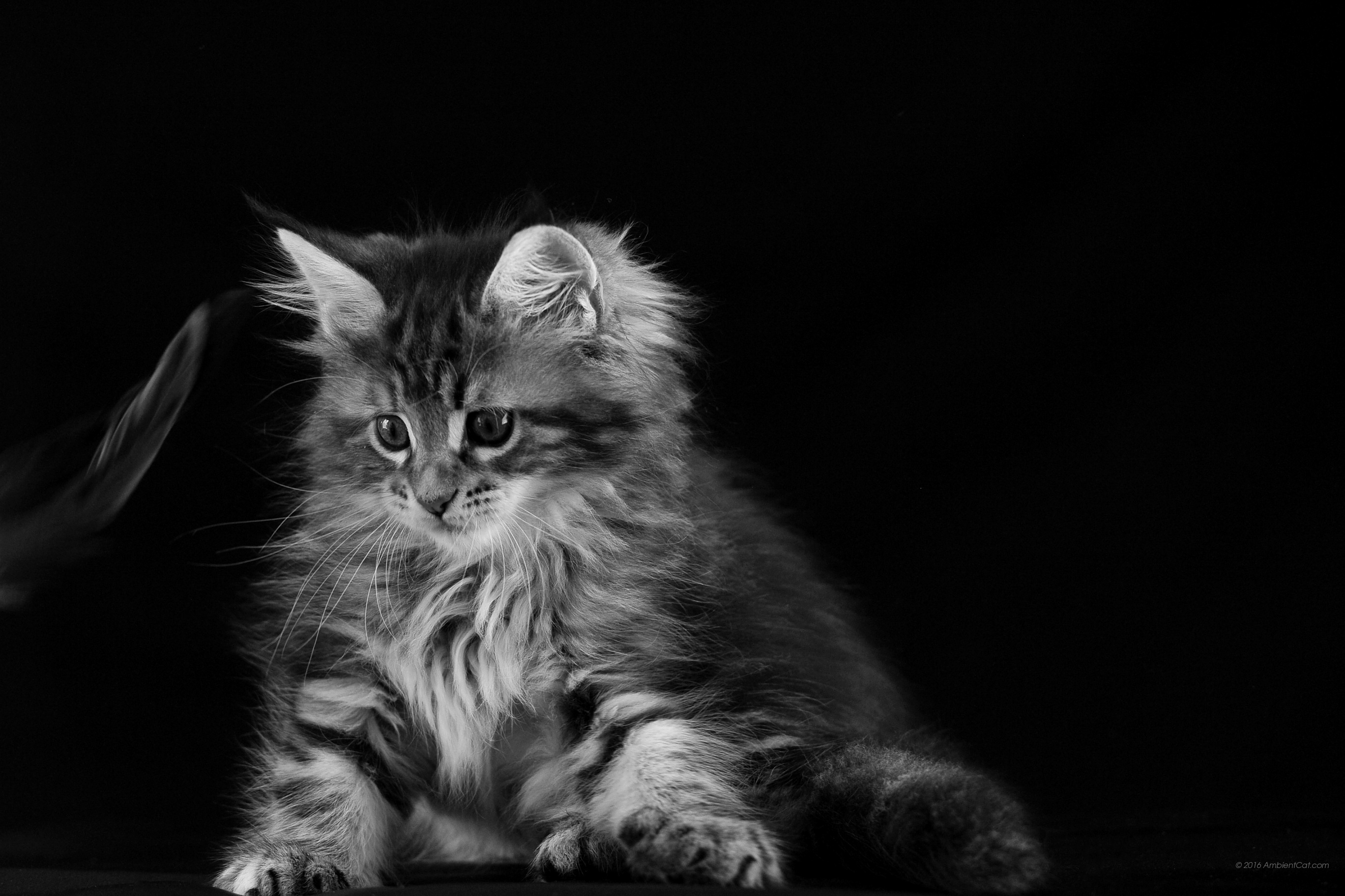 Domestic Long-haired Cat - HD Wallpaper 