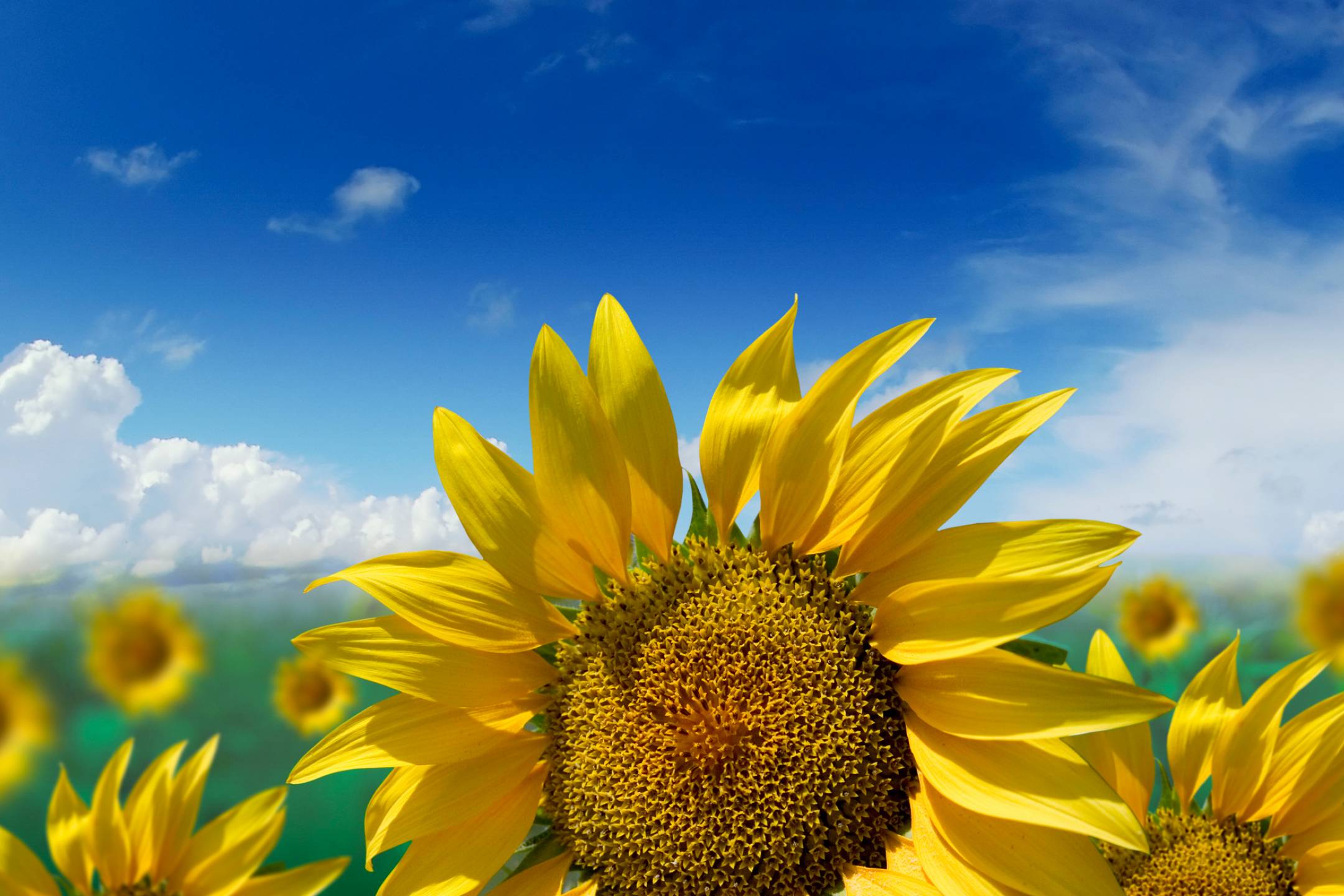 Surface Pro 3 Backgrounds Nature - HD Wallpaper 