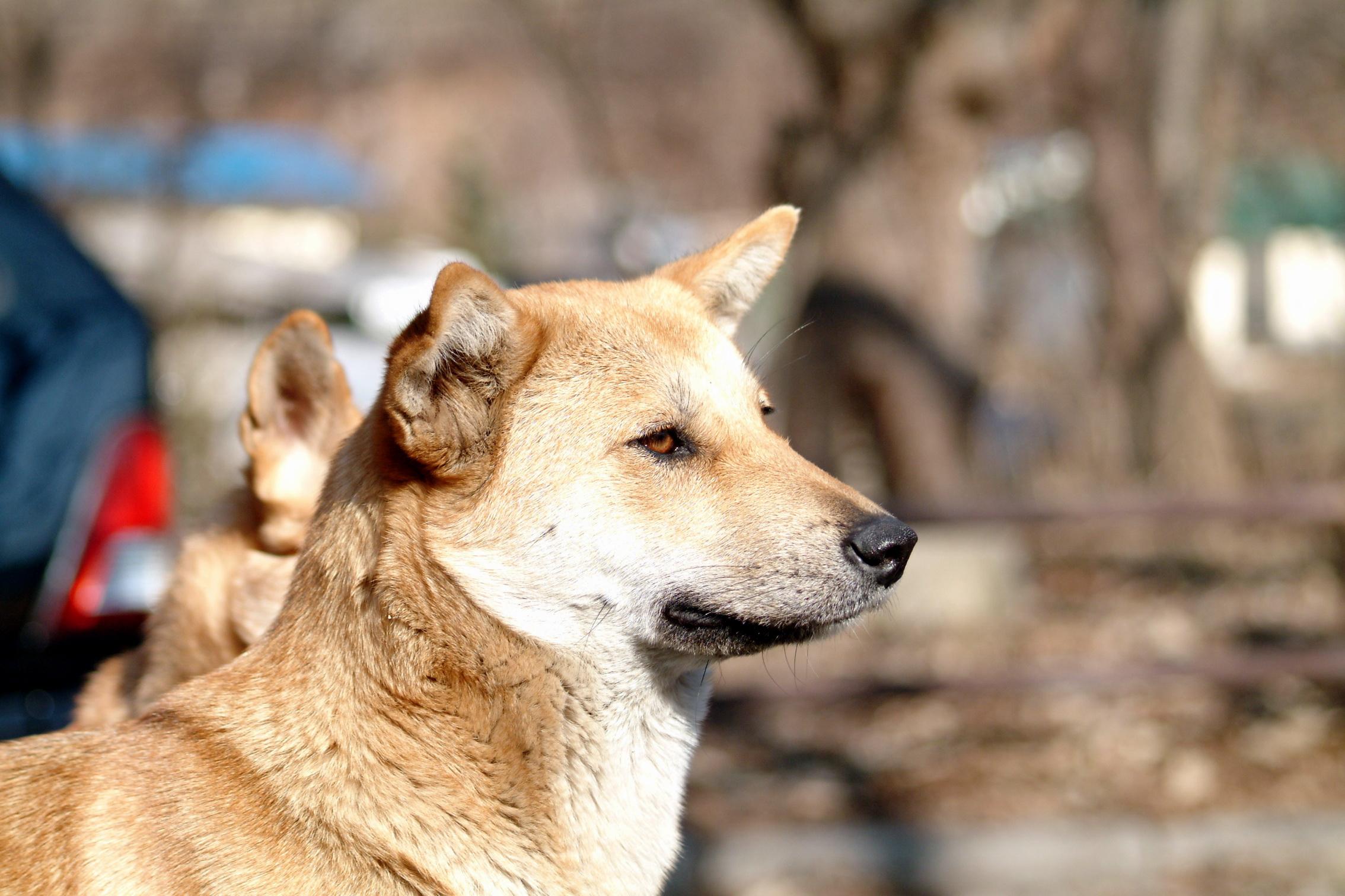 Dog Yawns - HD Wallpaper 