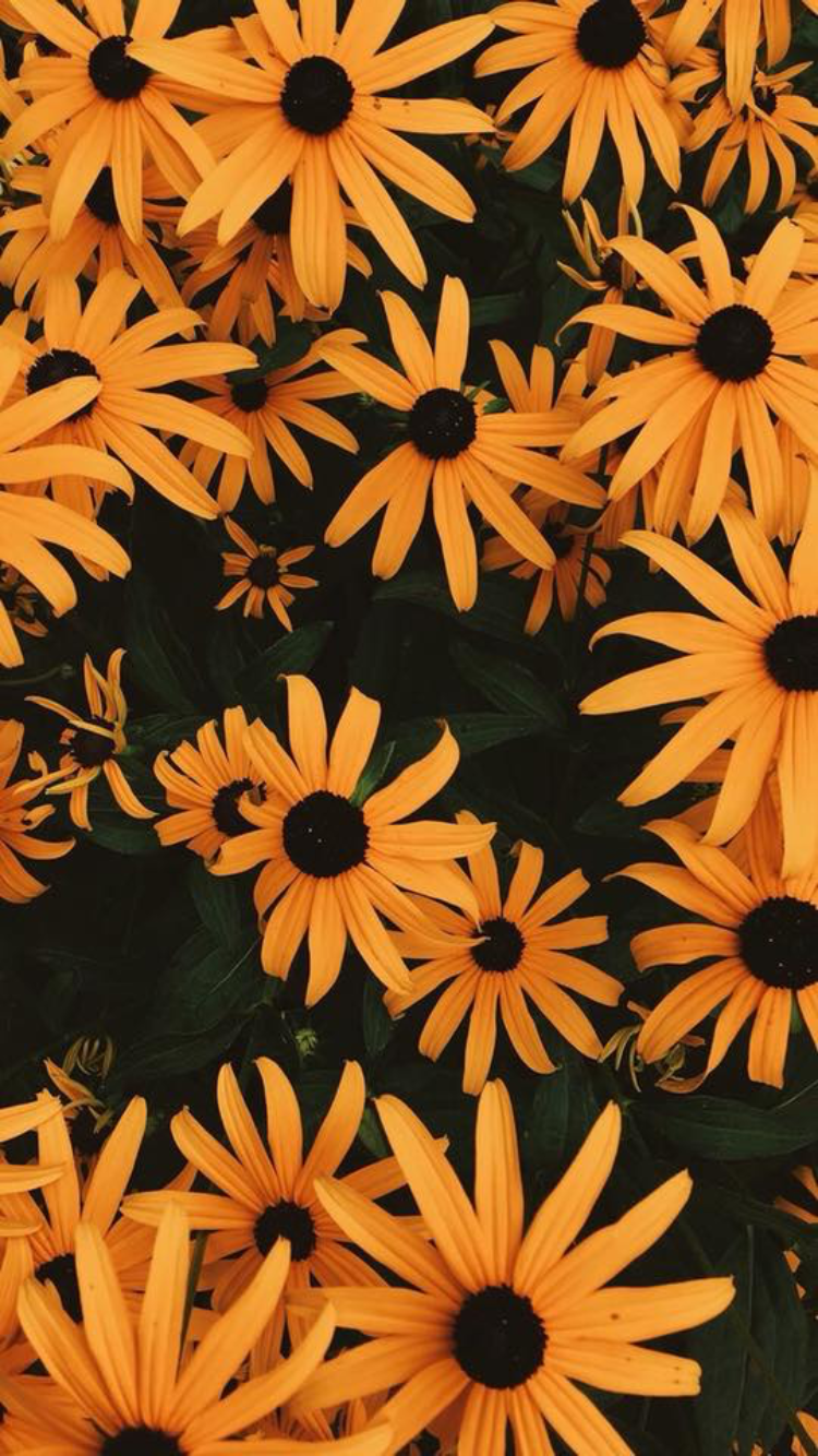 Girasoles - HD Wallpaper 