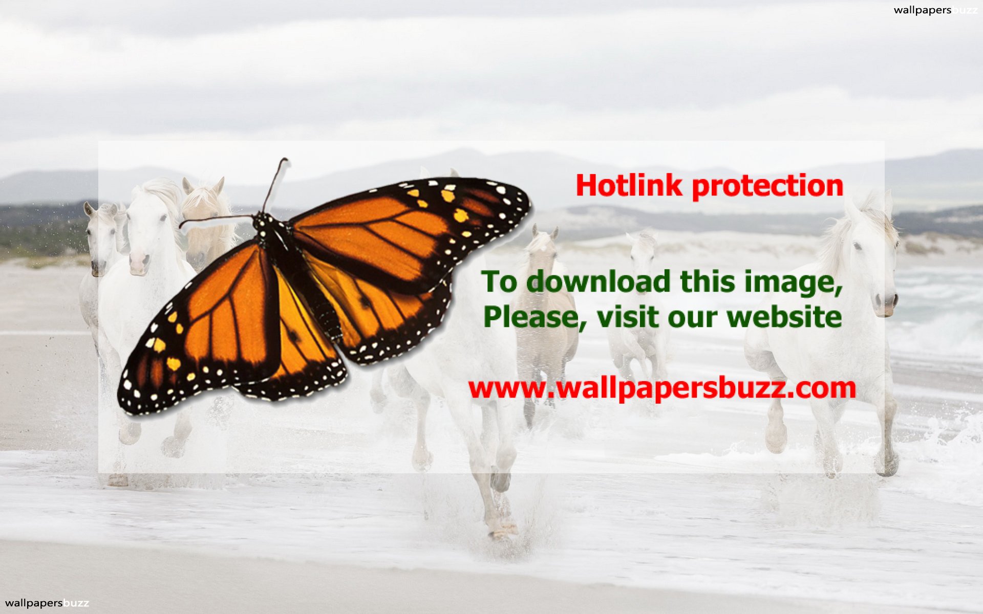 Transparent Background Monarch Butterfly Png - HD Wallpaper 