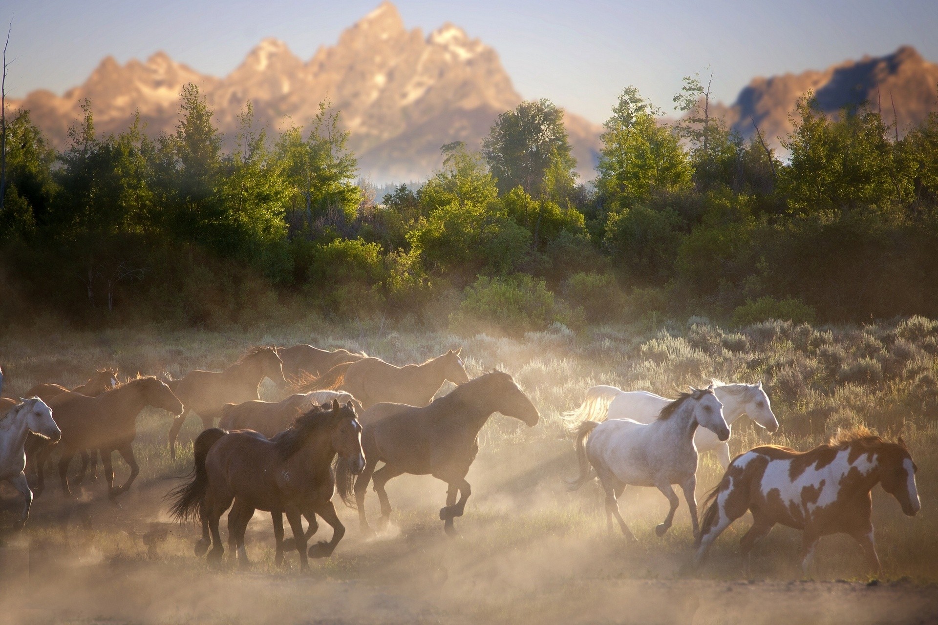 Horses Background 1920 X 1200 - HD Wallpaper 