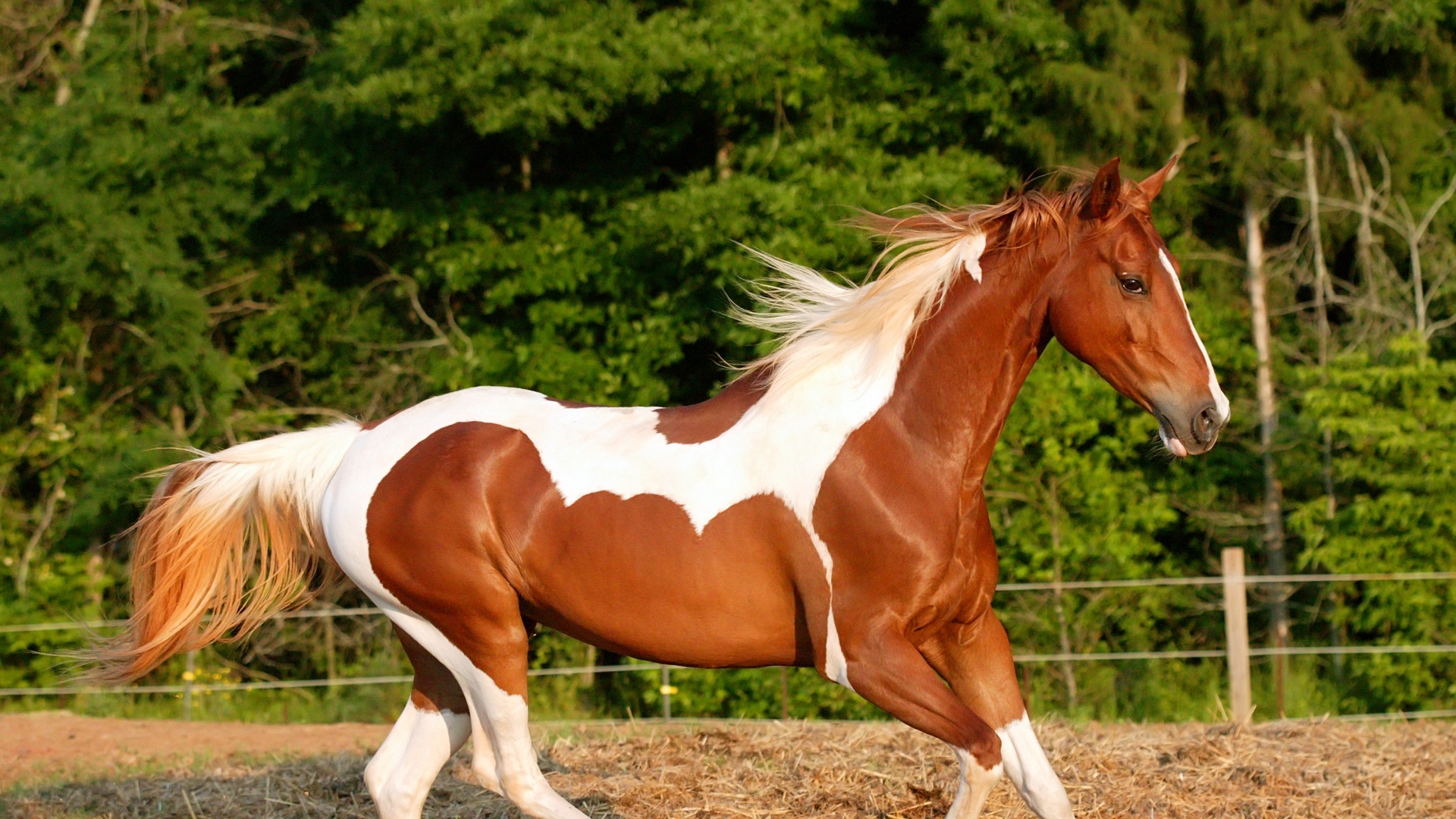 Wallpaper Horse, Running, Trees, Mane - Beautiful Horse Pics Download - HD Wallpaper 