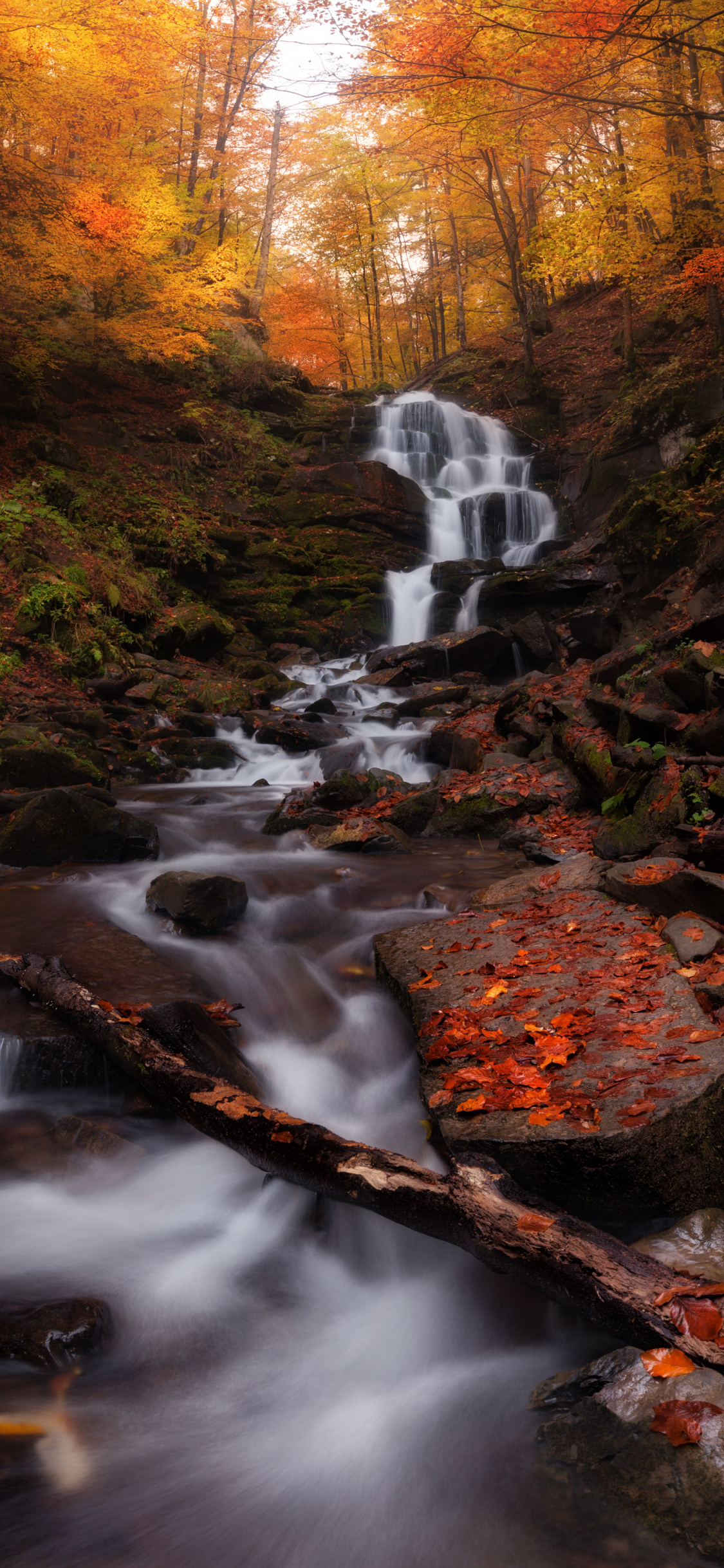 Autumn, Forest, Water Current, Waterfall, Nature, Wallpaper - HD Wallpaper 