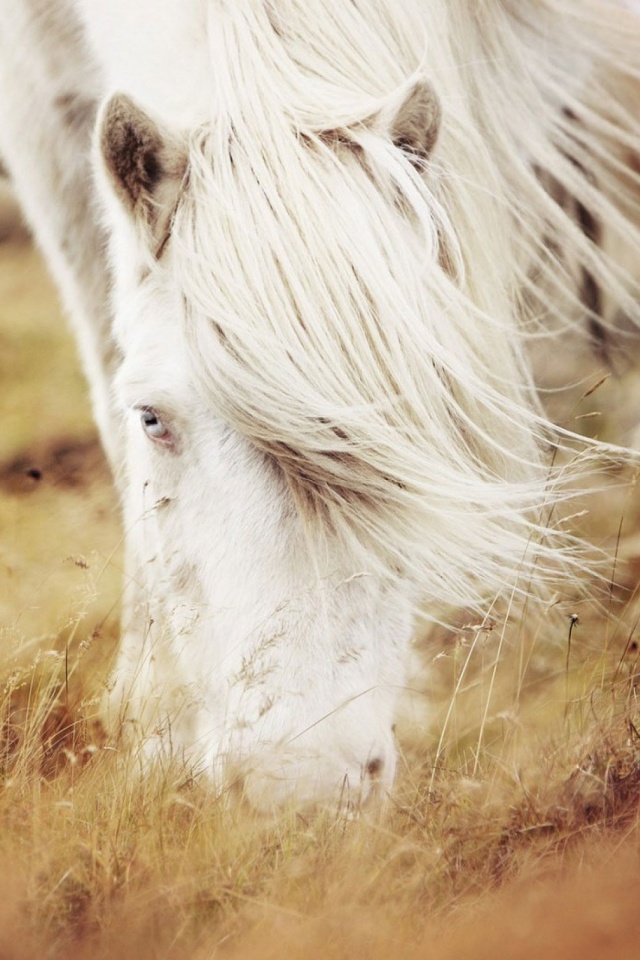Beautiful White Horse Long Hair Wallpaper Hd 640x960