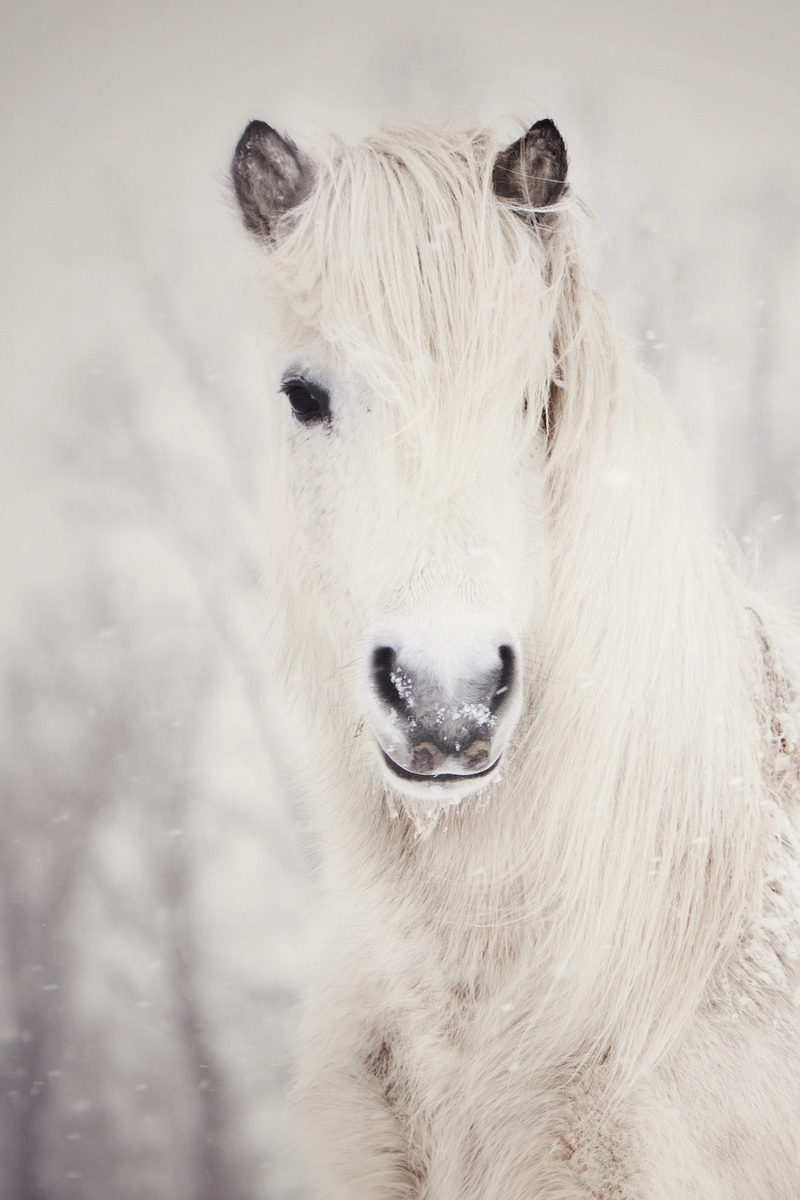 Wallpaper Snowy, White, Horse, Snow - White Horse Wallpaper Iphone - HD Wallpaper 