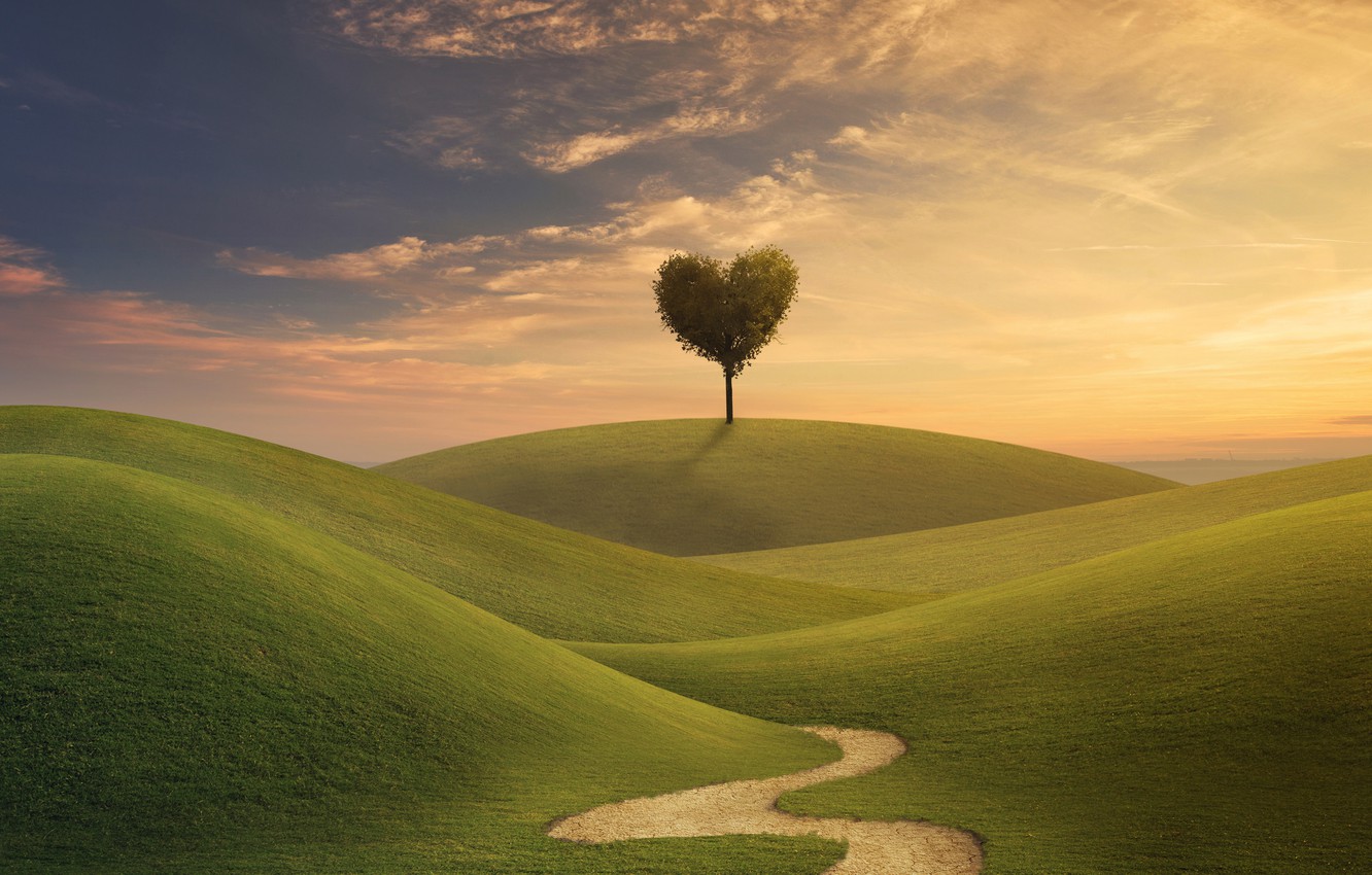 Photo Wallpaper Field, The Sky, Grass, Love, Tree, - Life Path - HD Wallpaper 