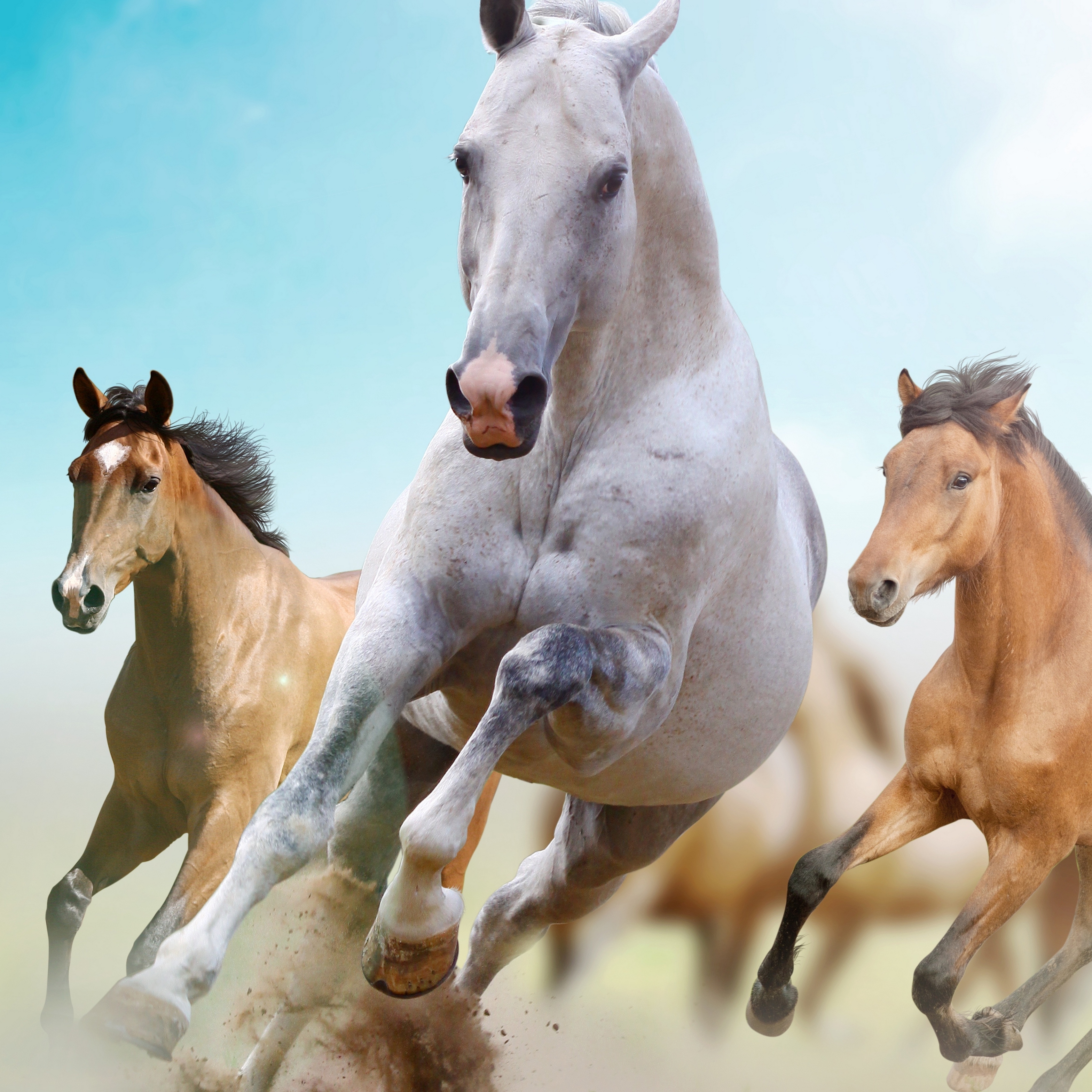 Wallpaper Horses, Running, Freedom - Horses Running Hd Background - HD Wallpaper 