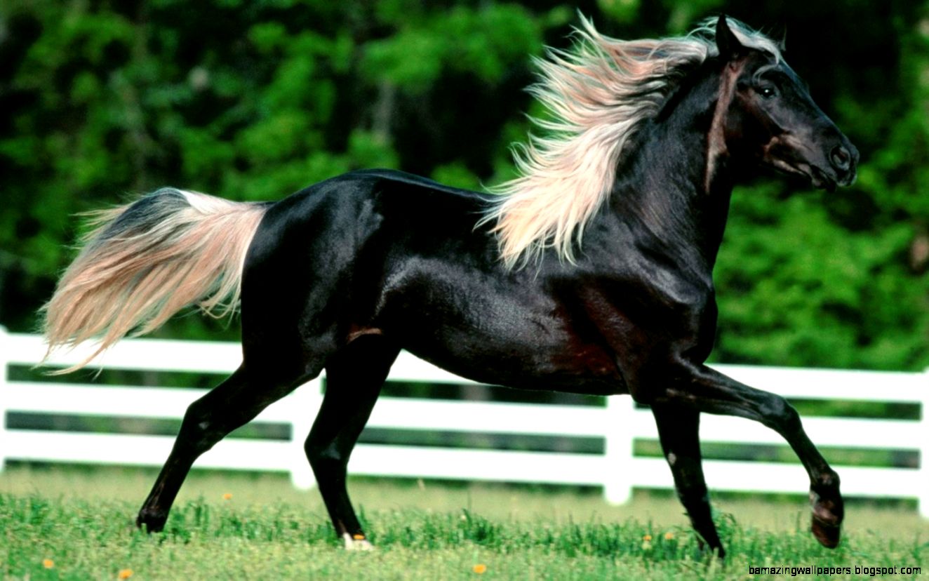 Brown Running Horse Wallpapers Desktop And Mobile Wallpaper - Top 10 Most Beautiful Horse In The World - 1324x828 Wallpaper Brown Running Horse Wallpapers Desktop And Mobile Wallpaper - Top 10 Most Beautiful Horse In The World - 1324x828 Wallpaper