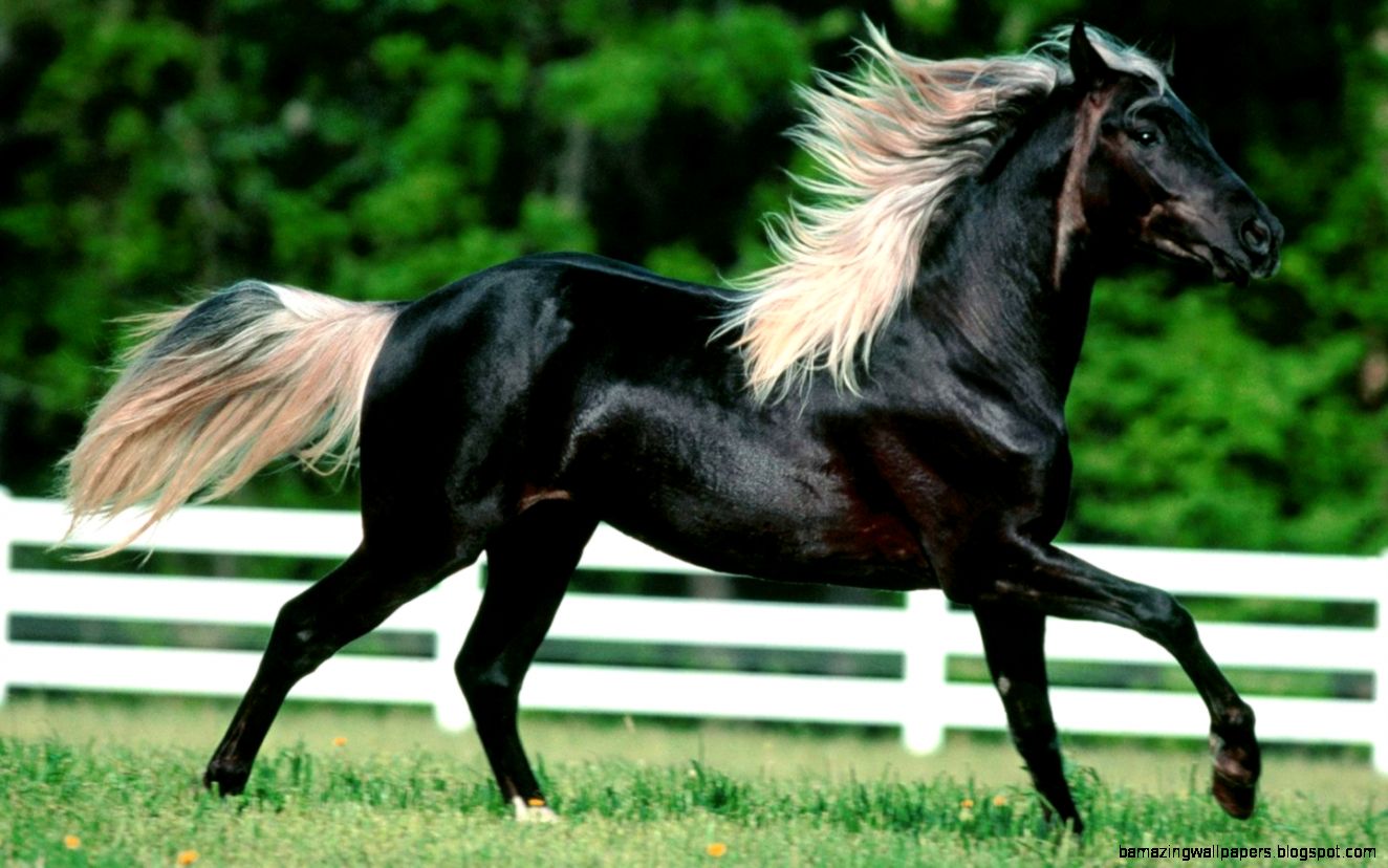 Brown Running Horse Wallpapers Desktop And Mobile Wallpaper - Top 10 Most Beautiful Horse In The World - HD Wallpaper 