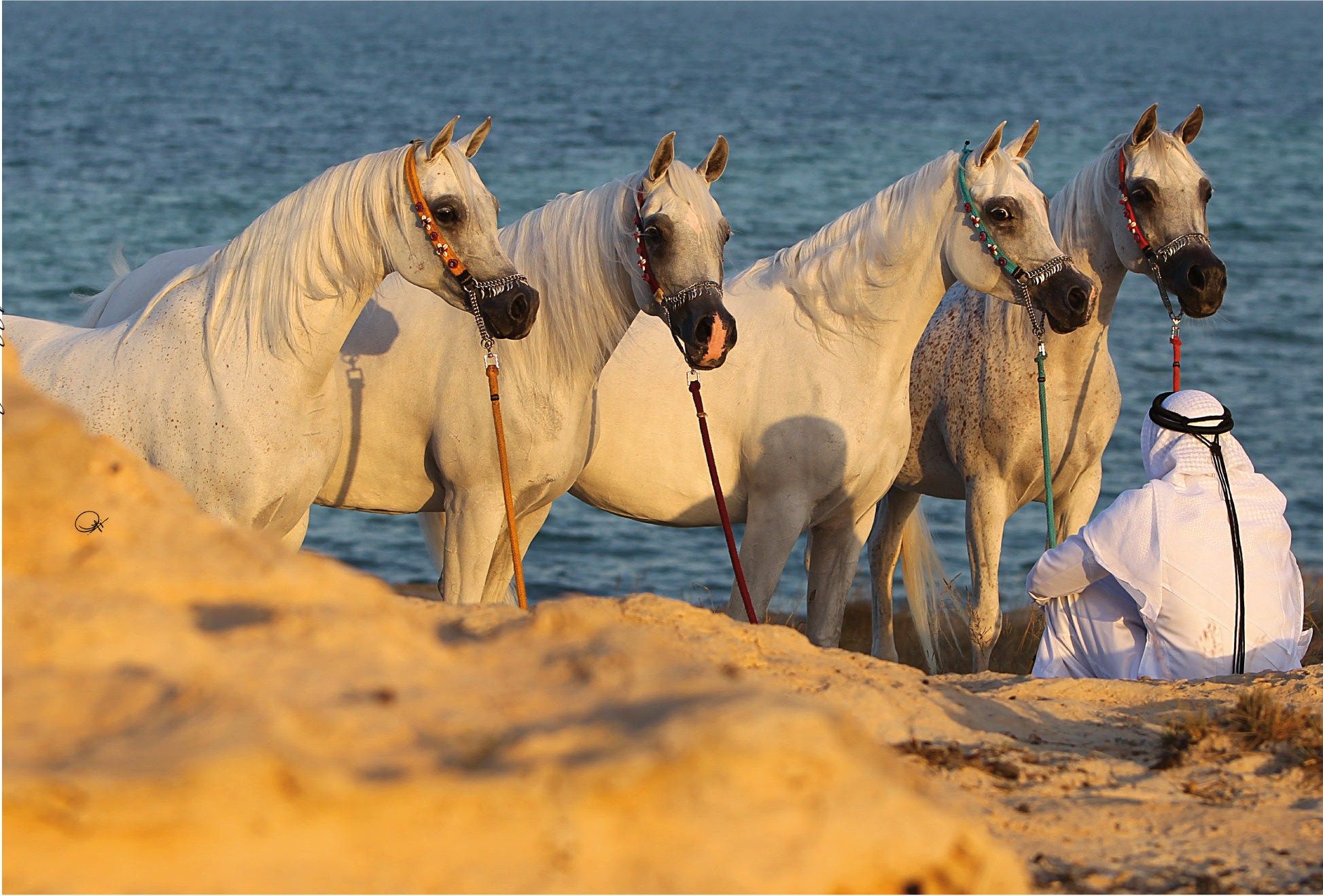 Arabian Horses In Desert Hd - HD Wallpaper 