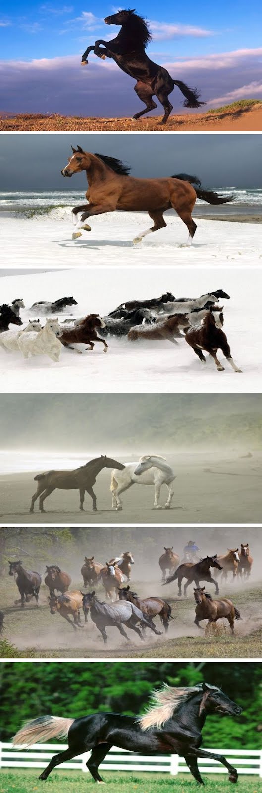 Stallion - HD Wallpaper 