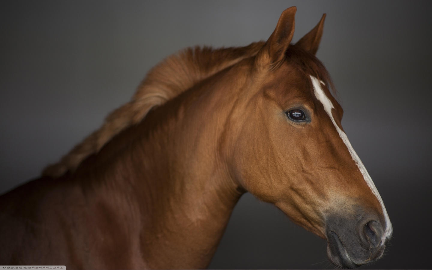 Arabian Horse Wallpaper - HD Wallpaper 