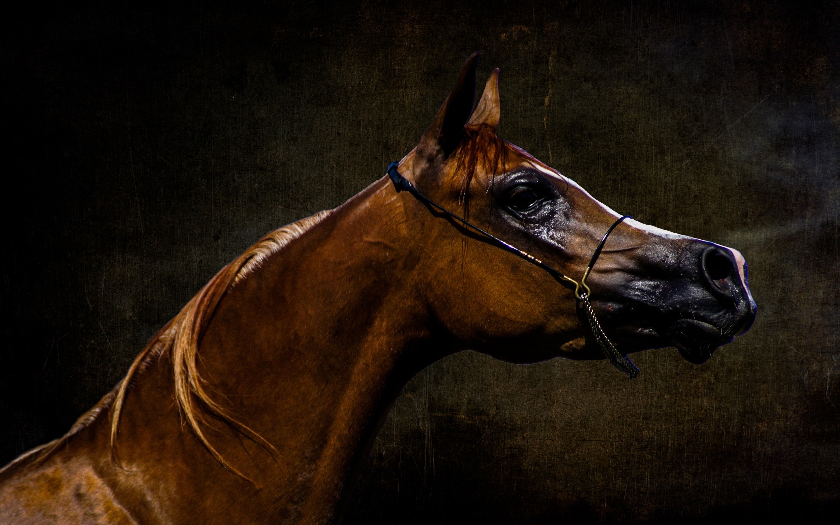 2880x1800, Arabian Horse Wallpaper Full Hd Arabian - Arabian Horse - HD Wallpaper 