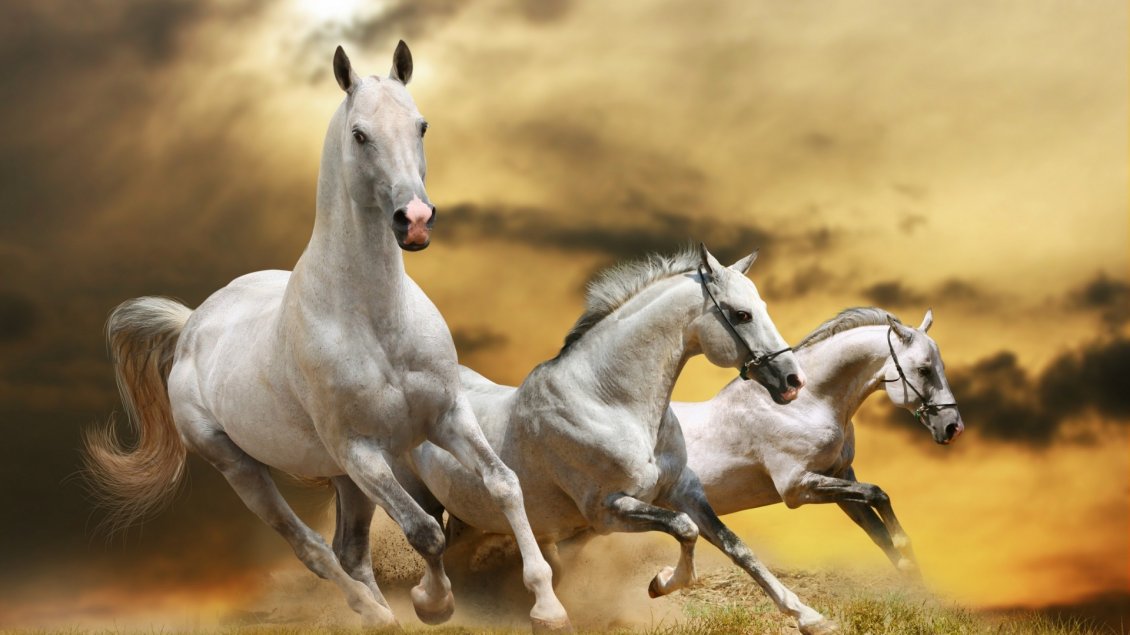 Download Wallpaper Three Beautiful White Horses Running - HD Wallpaper 