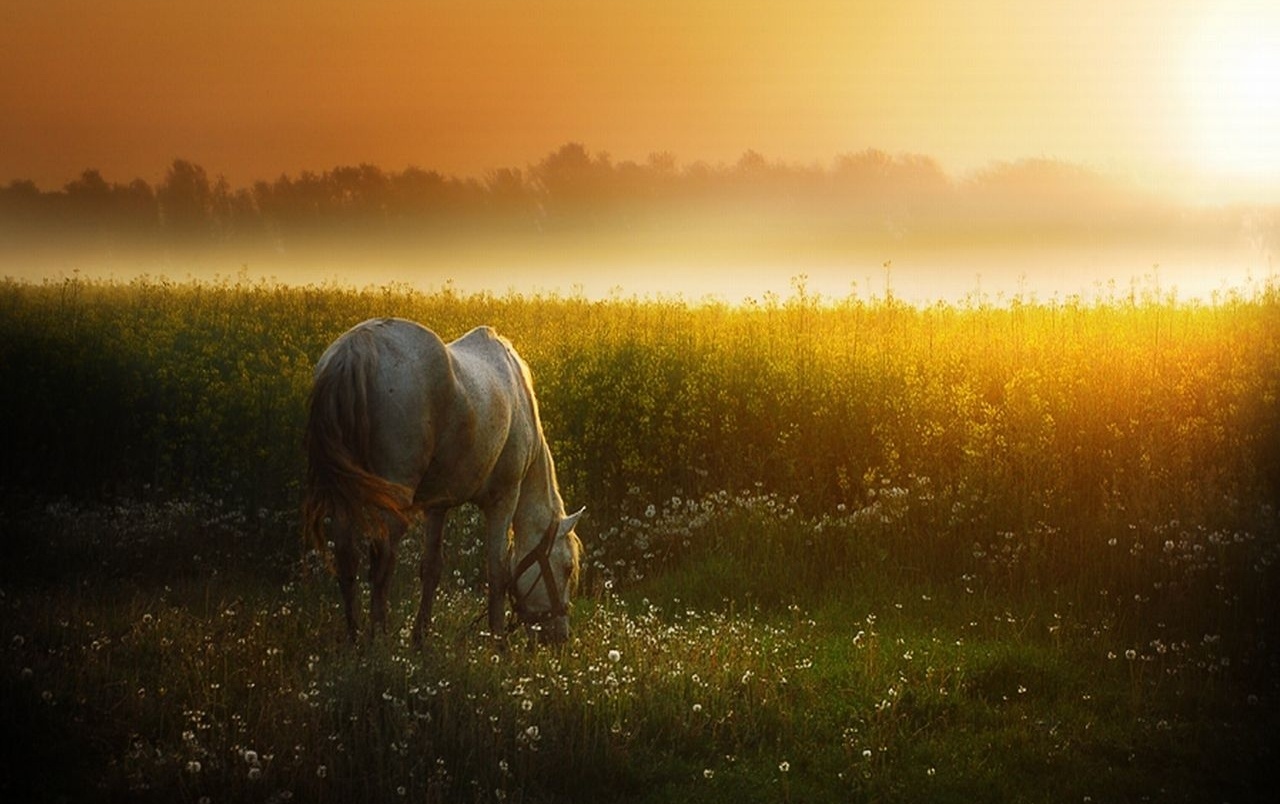 Sunset Meadow & White Horse Wallpapers - White Horse Sunset - HD Wallpaper 
