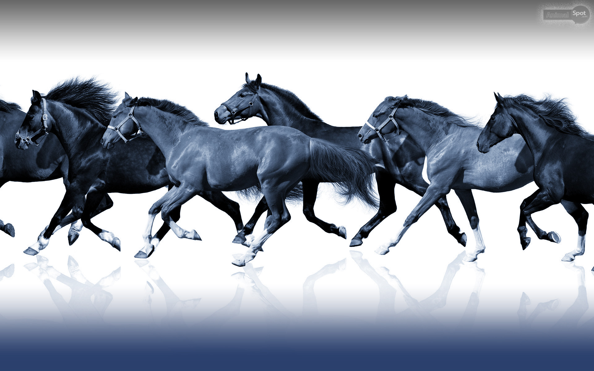 Horses Wallpaper Data Src Top Christmas Horses Wallpaper - 1080p 7 Horse Wallpaper Hd - 1920x1200 Wallpaper Horses Wallpaper Data Src Top Christmas Horses Wallpaper - 1080p 7 Horse Wallpaper Hd - 1920x1200 Wallpaper