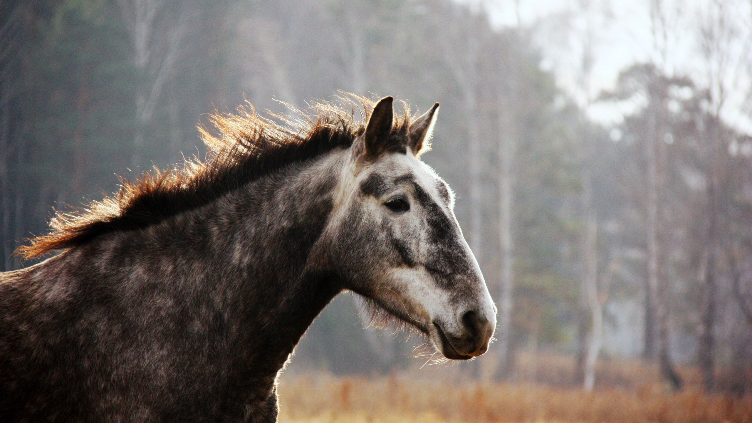 Icelandic Horse, Snout, Pack Animal, Wild Horse, Horse - Wild Horse - HD Wallpaper 