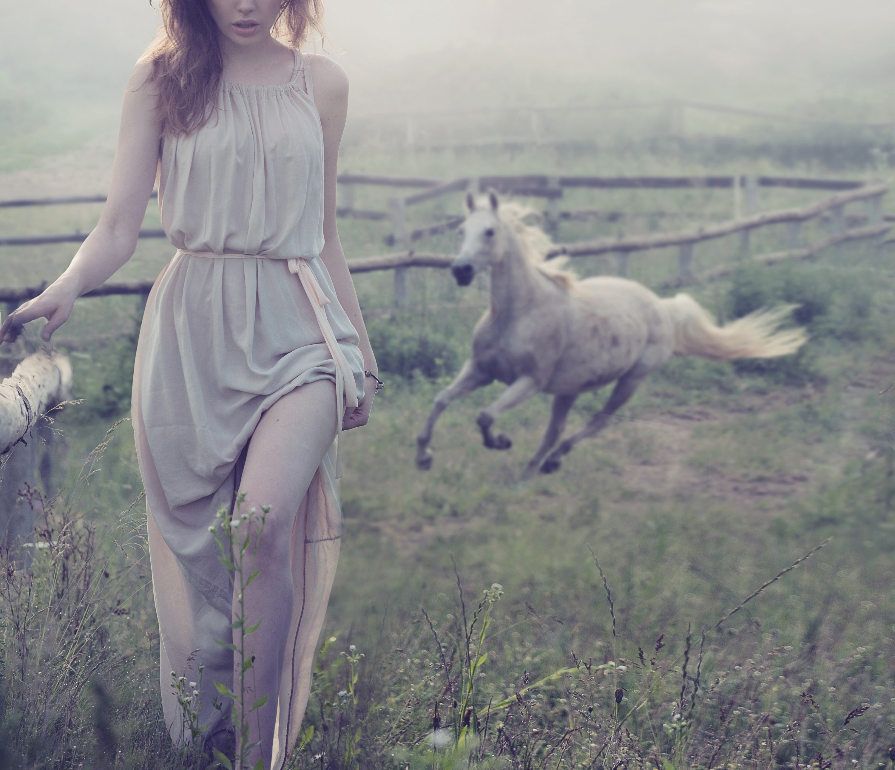 White Horse Pictures Wallpaper - HD Wallpaper 