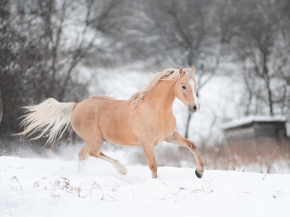 Horse Running In Winter Wallpaper,horse Hd Wallpaper,running - HD Wallpaper 