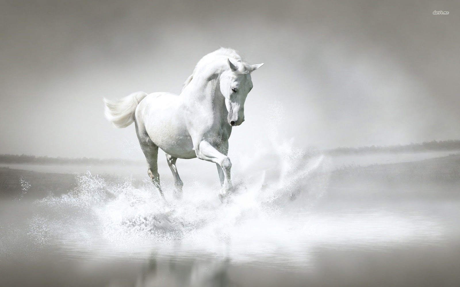 White Horse Images Download Free Stock Photos Download - White Horse  Wallpaper Hd - 1600x1000 Wallpaper 