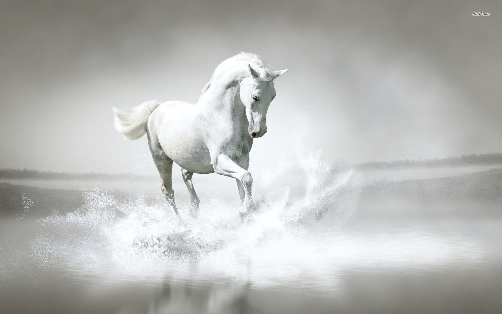 White Horse Images Download Free Stock Photos Download - White Horse Wallpaper Hd - 1600x1000 Wallpaper White Horse Images Download Free Stock Photos Download - White Horse Wallpaper Hd - 1600x1000 Wallpaper