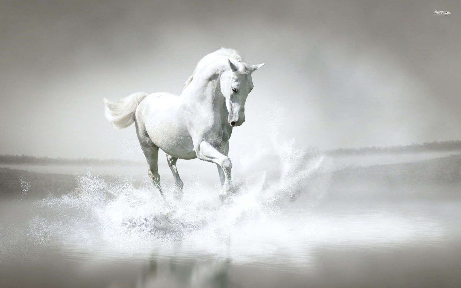 White Horse Images Download Free Stock Photos Download - White Horse Wallpaper Hd - HD Wallpaper 