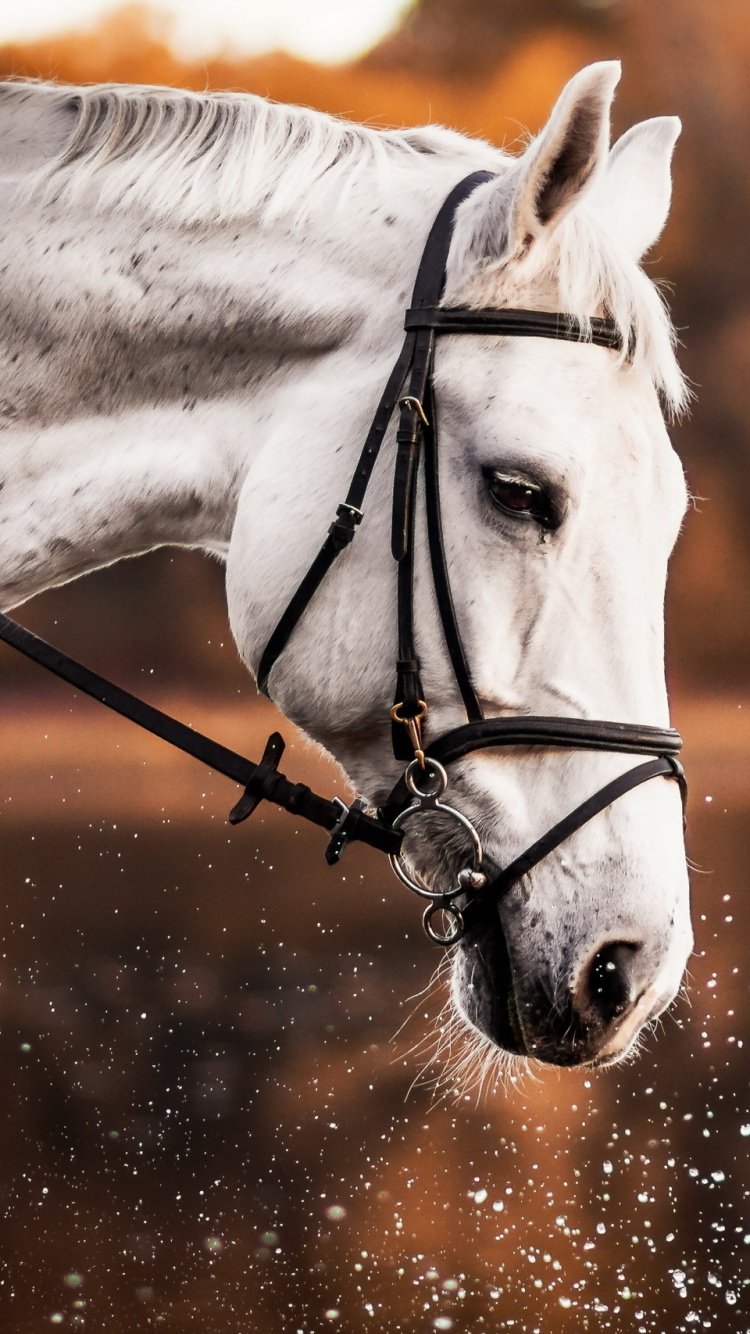 White Horse, Animal, Portrait, Muzzle, Wallpaper - HD Wallpaper 