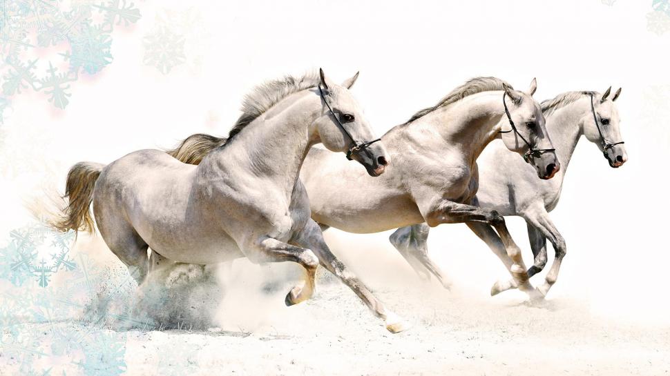 White Horses Wallpaper,wild Hd Wallpaper,horse Hd Wallpaper,animal - HD Wallpaper 