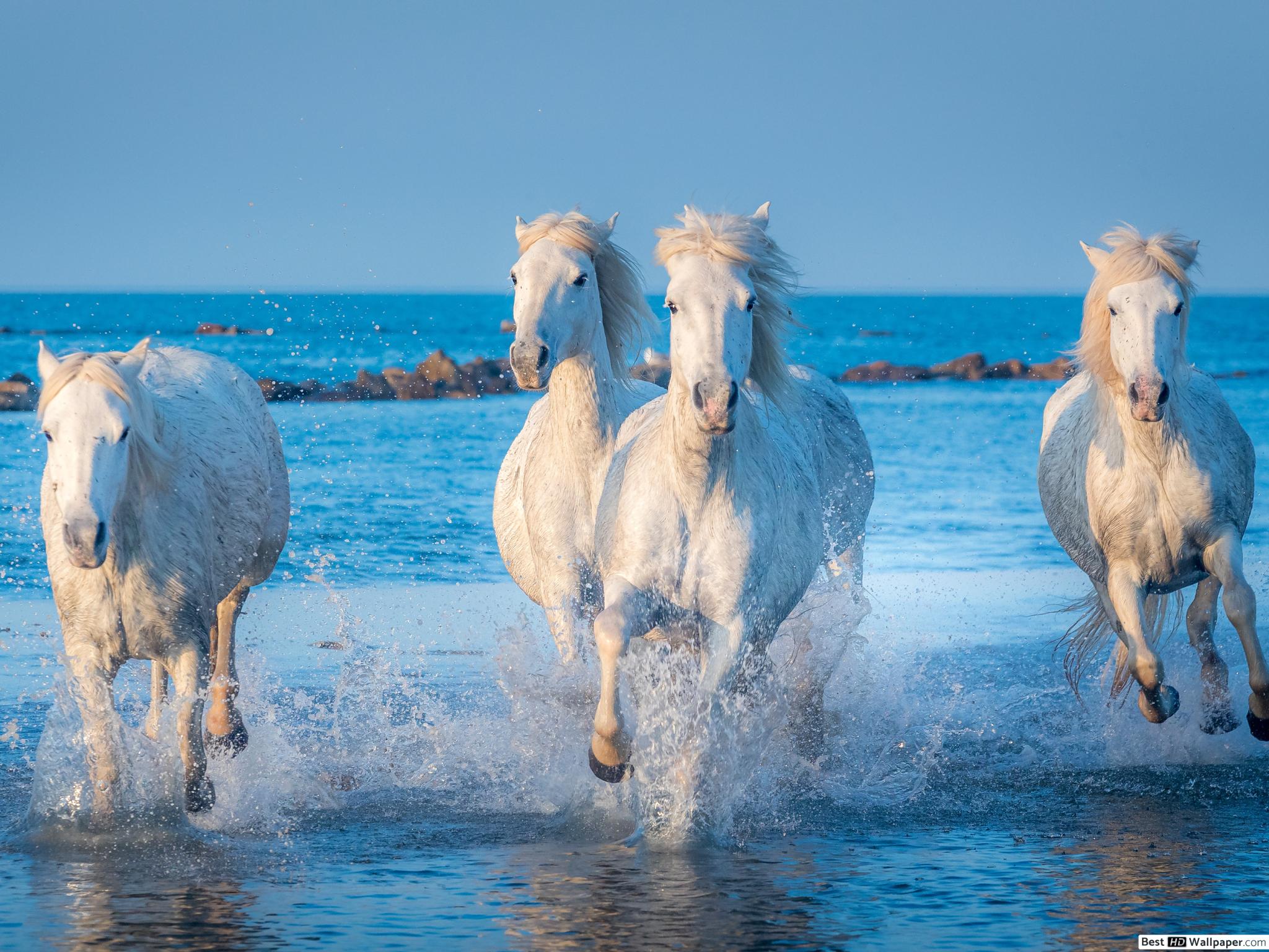 Apple - HD Wallpaper 