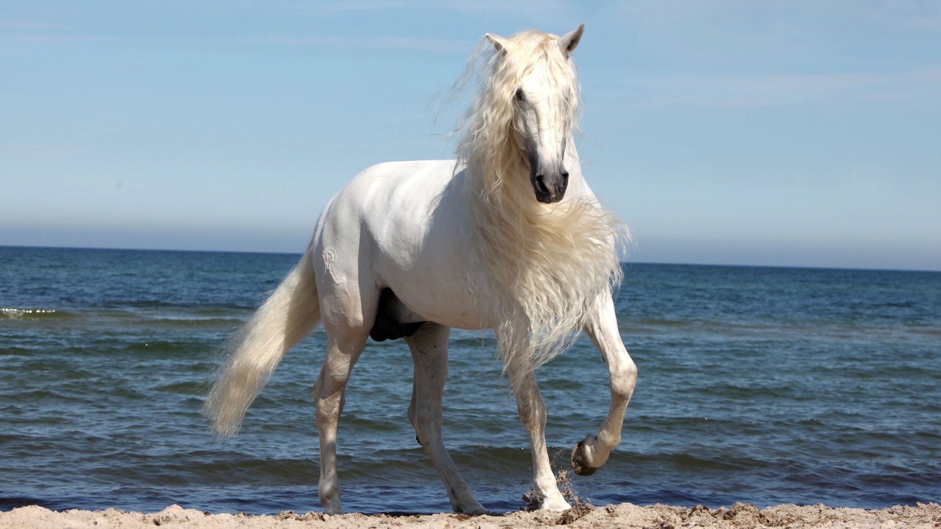 1920x1080, Beautiful White Horse Wallpaper 
 Data Id - White Horse With Long Hair - HD Wallpaper 