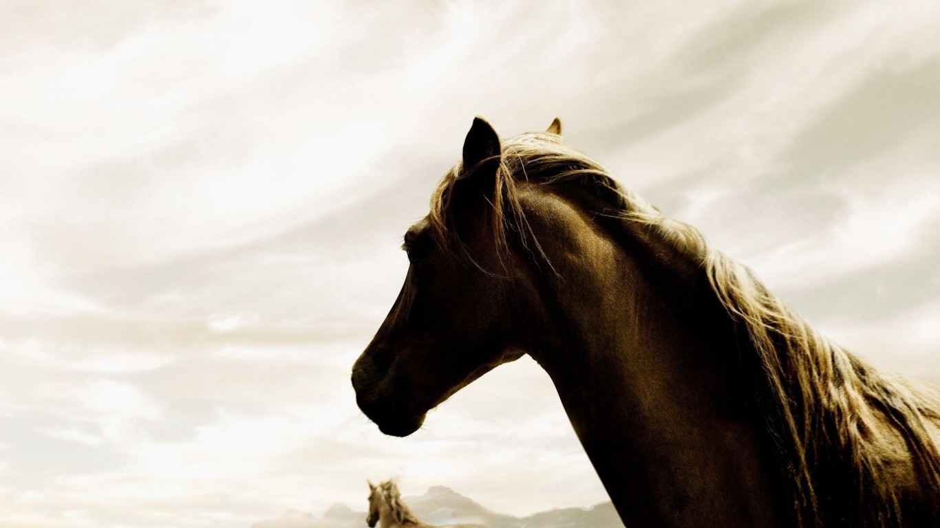 Her Dreams She Rides Wild Horses - HD Wallpaper 