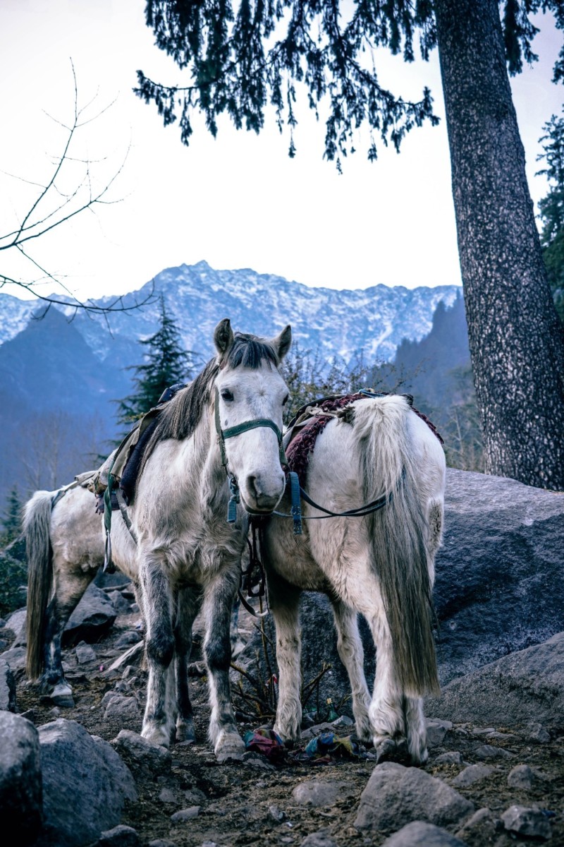 Stallion - HD Wallpaper 