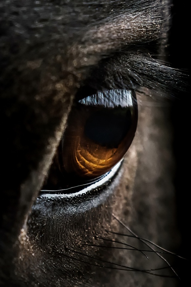 Horse Eye - HD Wallpaper 
