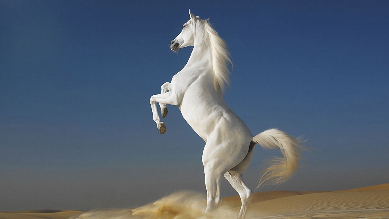 Arabian Horse Wallpaper - HD Wallpaper 