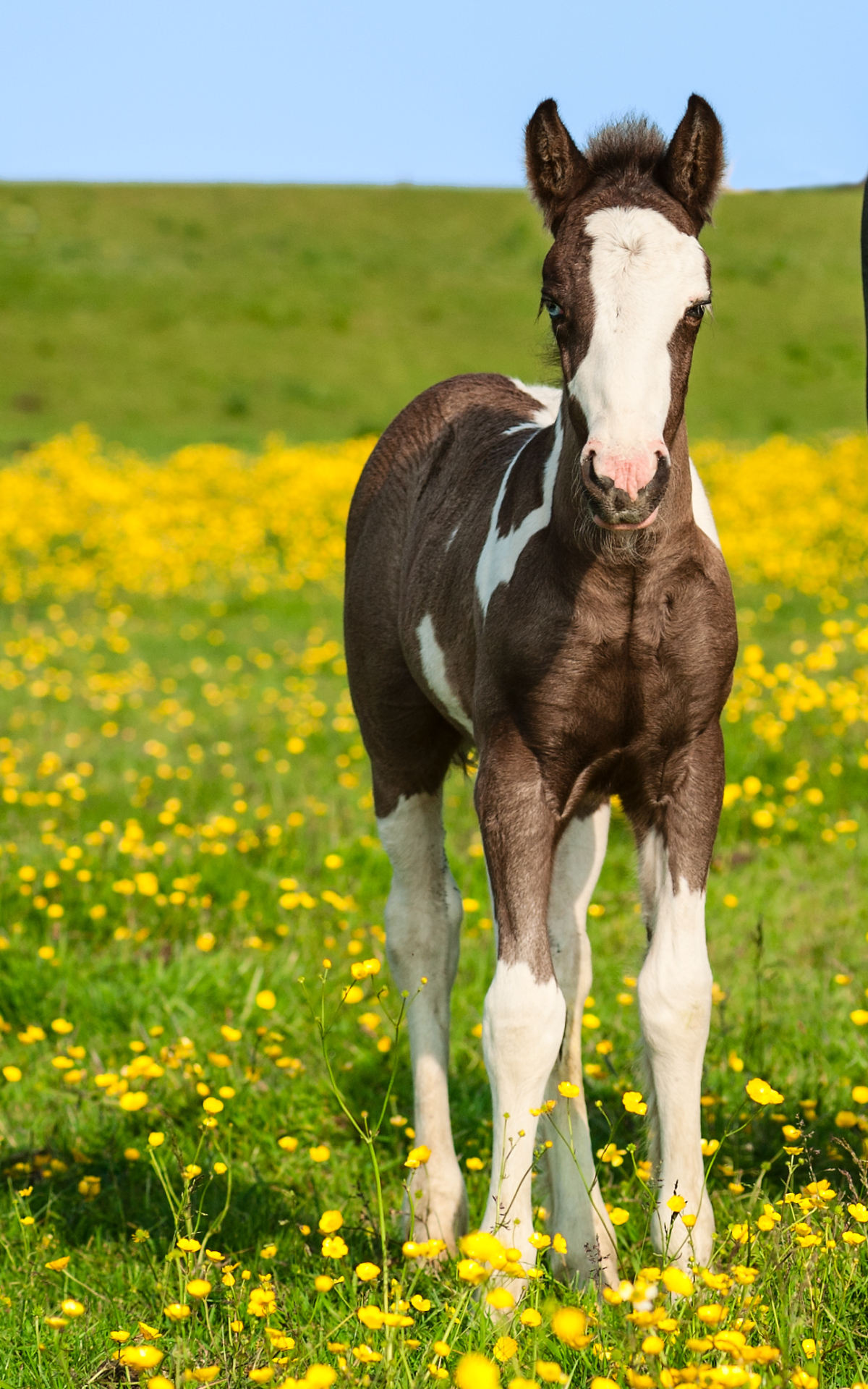 Horse Baby Pony - HD Wallpaper 