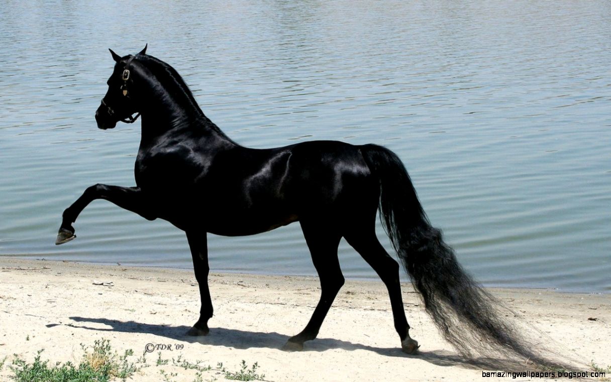 Beautiful Horse Horses Wallpaper 22410574 Fanpop - Beautiful Horses - HD Wallpaper 