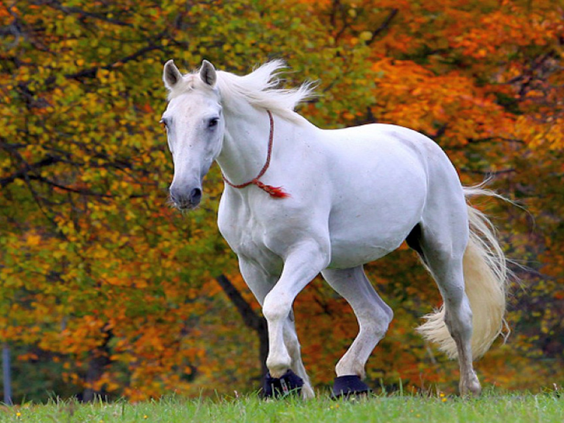 Horse Wallpaper For Mobile - 1920x1440 Wallpaper Horse Wallpaper For Mobile - 1920x1440 Wallpaper