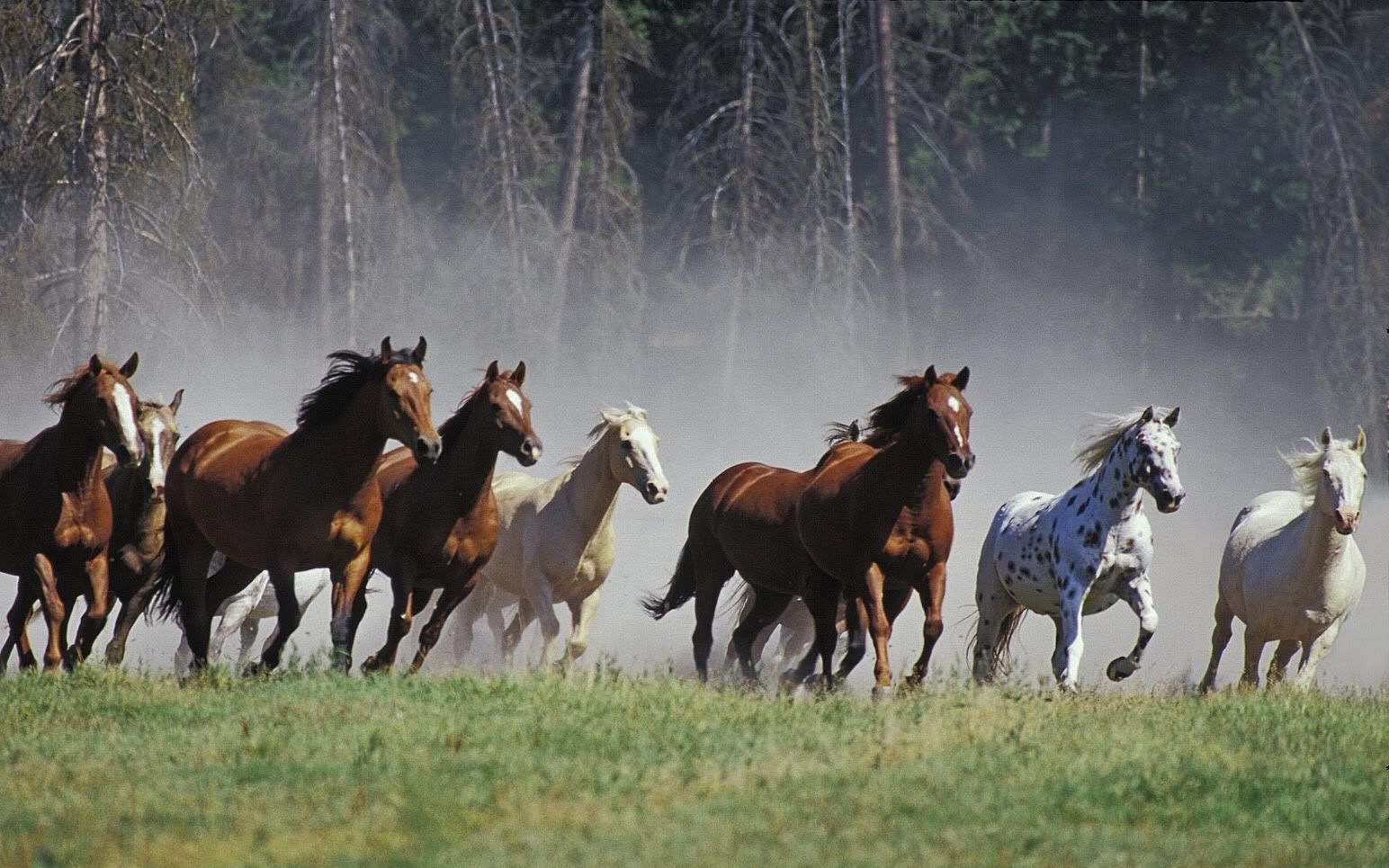 7 Running Horses Wallpaper - HD Wallpaper 