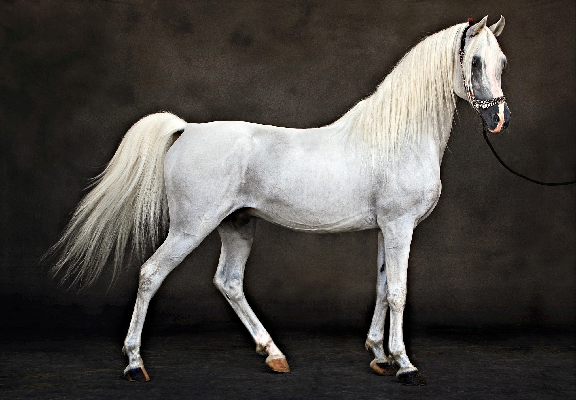 Horse Wallpapers 
 Data Src Popular White Horse Wallpaper - Persian Asil Horse - HD Wallpaper 