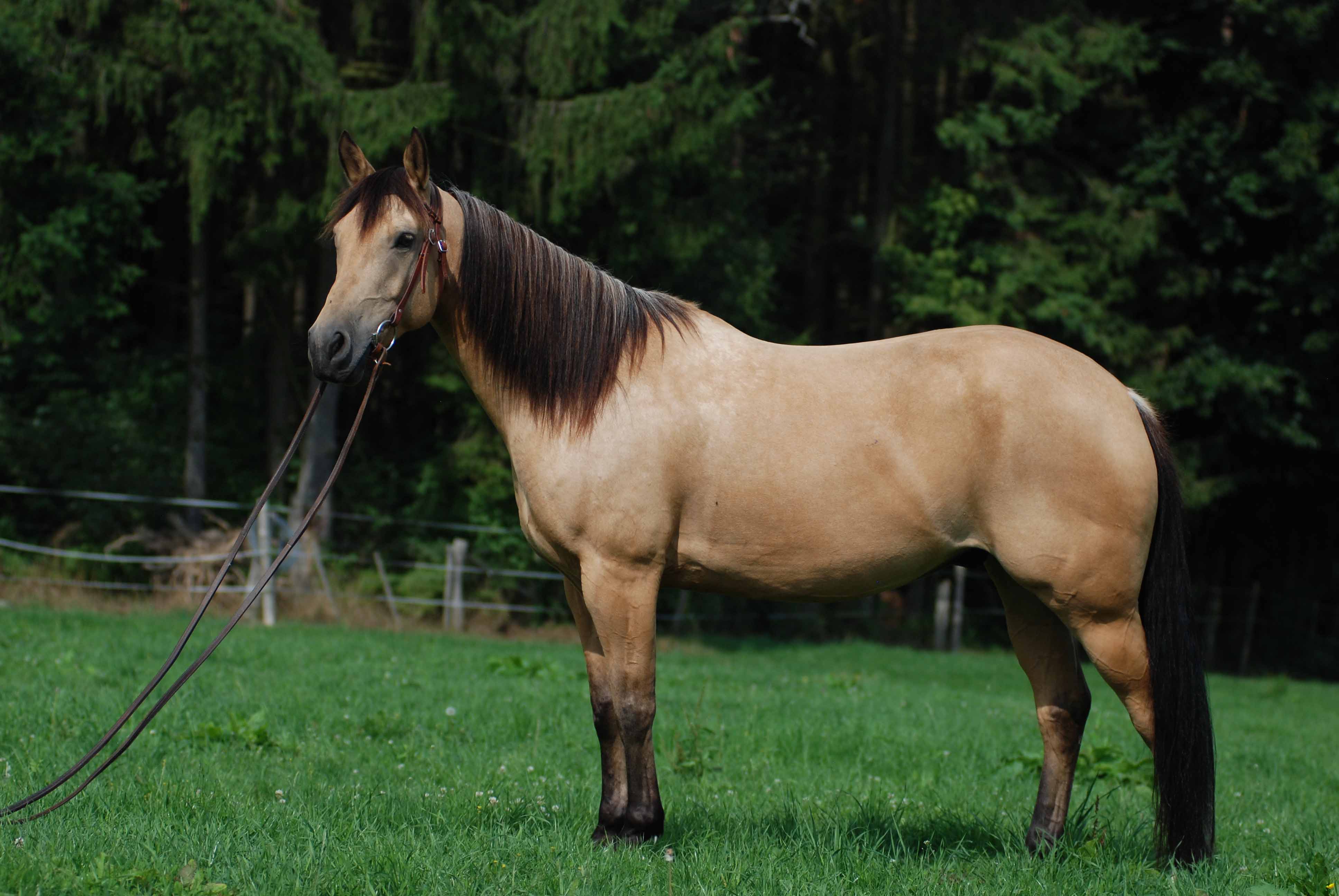 Brown Horse Stand In Green Ground Hd Wallpapers Backgrounds - Quarter Horse Buckskin - HD Wallpaper 
