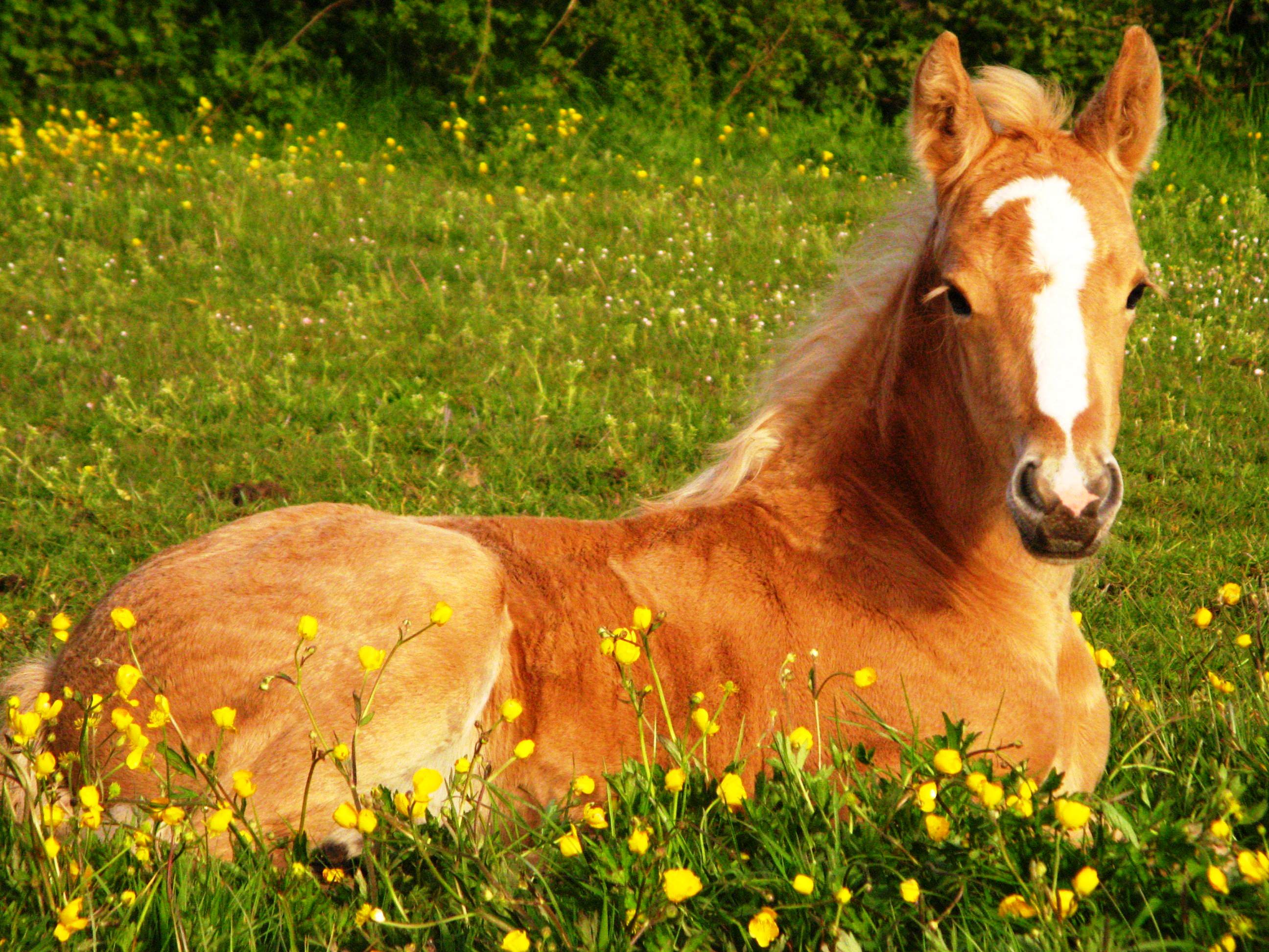 Cute Horse Backgrounds - 2592x1944 Wallpaper Cute Horse Backgrounds - 2592x1944 Wallpaper