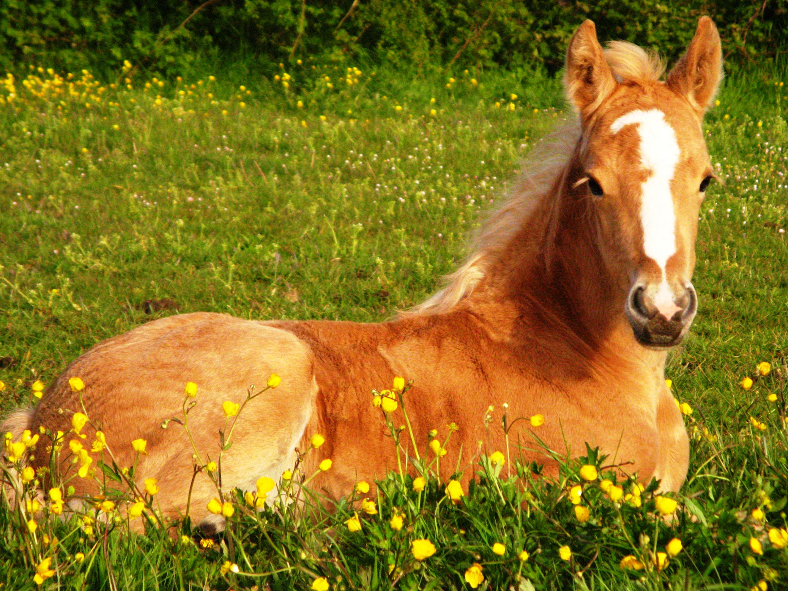 Cute Horse Backgrounds - HD Wallpaper 