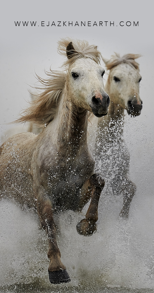 Mustang Horse - HD Wallpaper 
