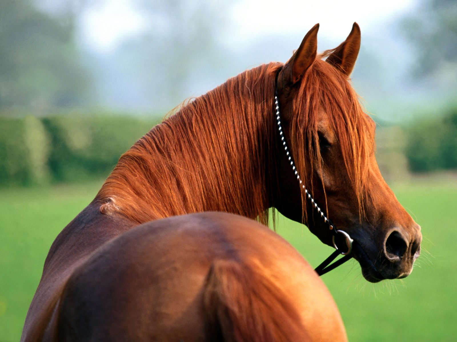 Horse And Animal Image - High Resolution Hd Horse - HD Wallpaper 