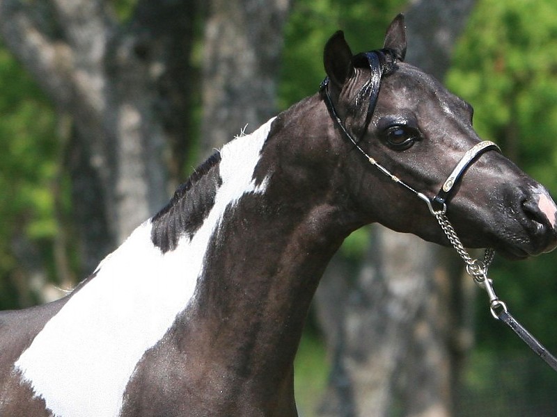 Arabian Show Horse Wallpaper - Horse - HD Wallpaper 